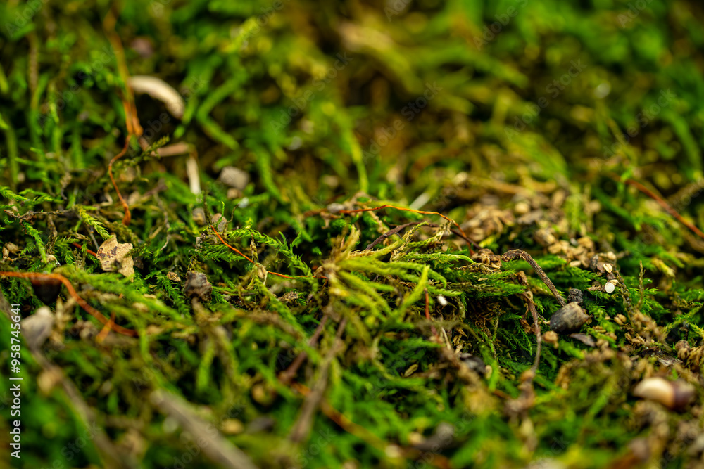 Mossy ground in the forest close up. Mossy ground in the forest close up.