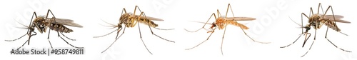 mosquito isolated on white background. Generative AI. photo