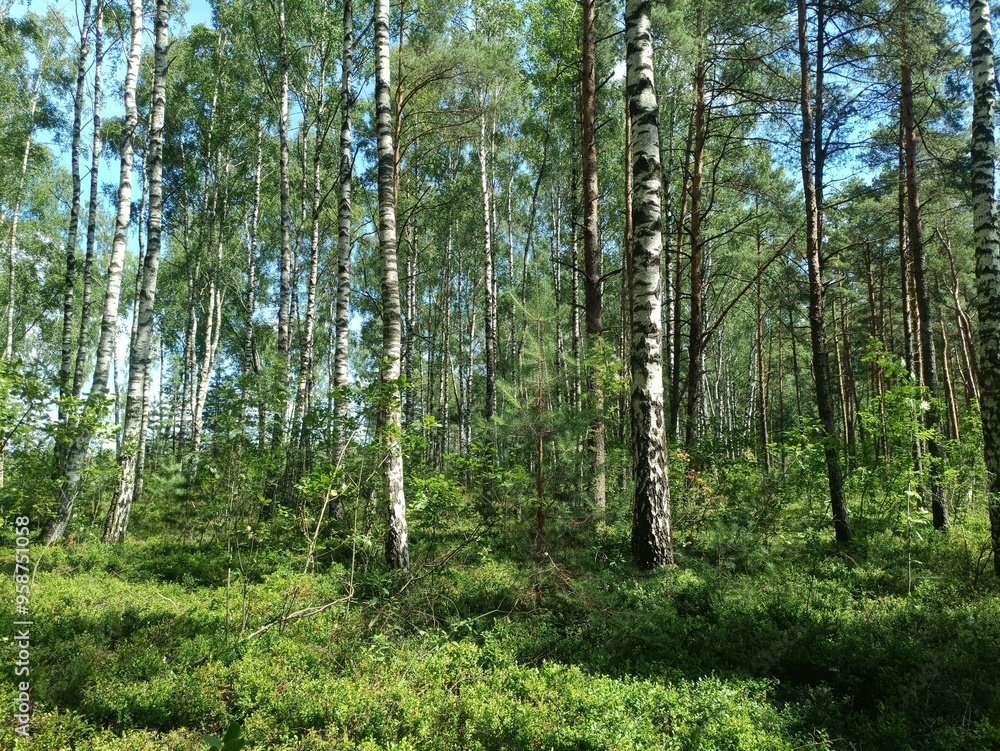 Rekyva forest during sunny summer day. Pine and birch tree woodland. Blueberry bushes are growing in woods. Sunny day with white and gray clouds in sky. Summer season. Nature. Rekyvos miskas. Rekyva forest during sunny summer day. Pine and birch tree woodland. Blueberry bushes are growing in woods. Sunny day with white and gray clouds in sky. Summer season. Nature. Rekyvos miskas.