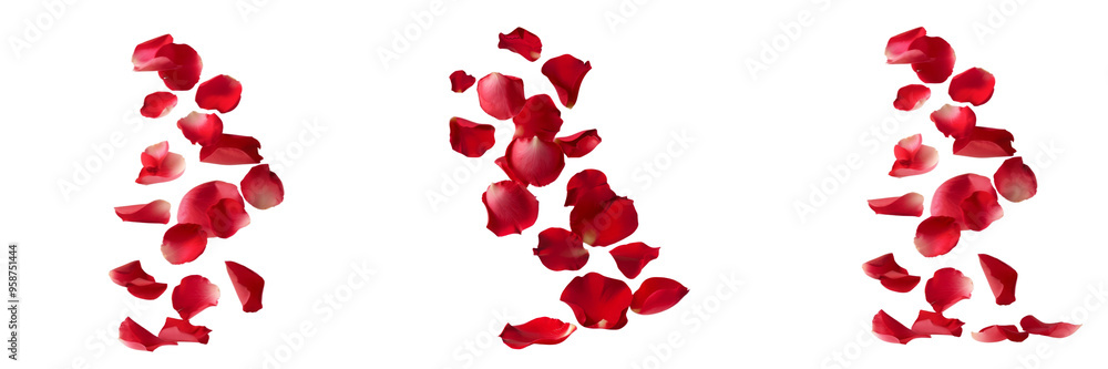 red rose petal red rose petal