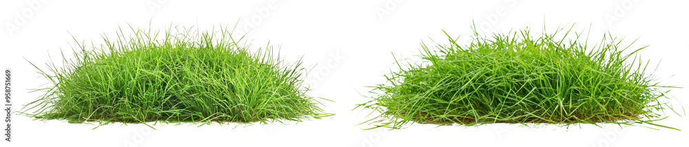 Fototapeta premium Clumps of grass adding a fresh isolate on transparent background cutout, png