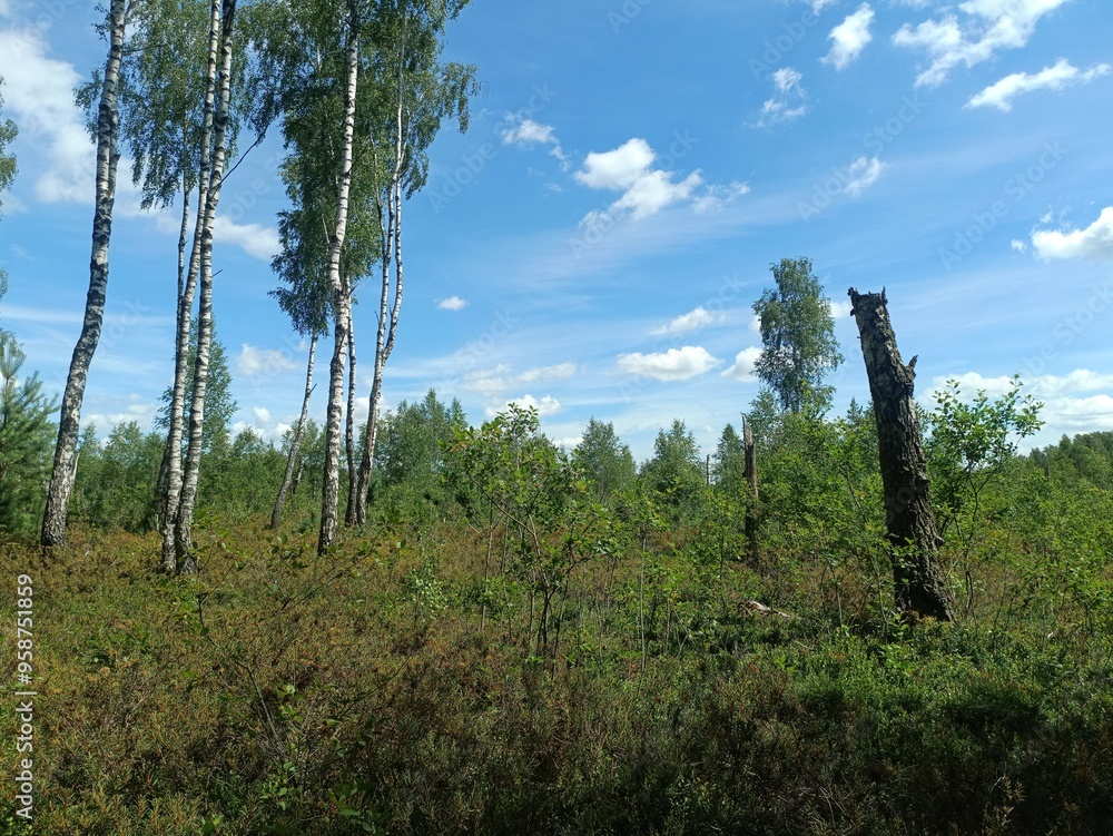 Rekyva forest during sunny summer day. Pine and birch tree woodland. Blueberry bushes are growing in woods. Sunny day with white and gray clouds in sky. Summer season. Nature. Rekyvos miskas. Rekyva forest during sunny summer day. Pine and birch tree woodland. Blueberry bushes are growing in woods. Sunny day with white and gray clouds in sky. Summer season. Nature. Rekyvos miskas.