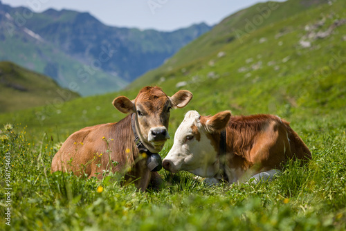 Two cattle high in the mountains lying in the grass