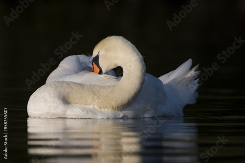 White swan in the morning light on the water sticking its beak into its plumage