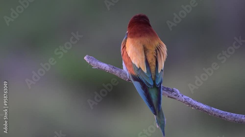 A European bee-eater sits on a branch, looks around and flies away