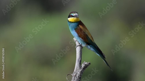A European bee-eater sits on a branch, looks around and flies away