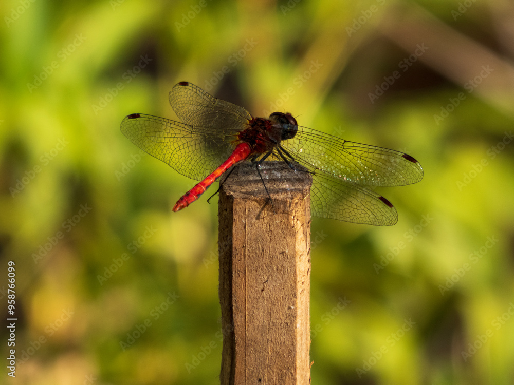 Dragonfly close-up on a blurred background Dragonfly close-up on a blurred background