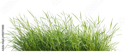 Vibrant green grass growing densely, ideal for nature-themed projects and backgrounds, cutout, png
