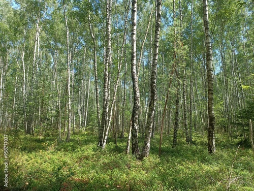 Rekyva forest during sunny summer day. Pine and birch tree woodland. Blueberry bushes are growing in woods. Sunny day with white and gray clouds in sky. Summer season. Nature. Rekyvos miskas.