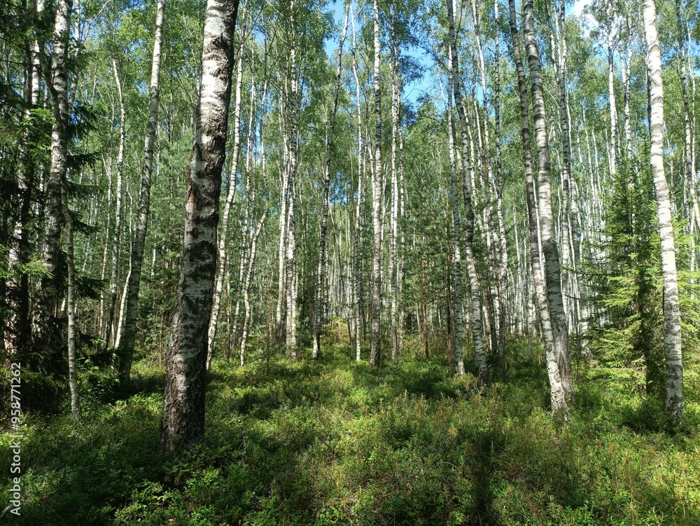 Rekyva forest during sunny summer day. Pine and birch tree woodland. Blueberry bushes are growing in woods. Sunny day with white and gray clouds in sky. Summer season. Nature. Rekyvos miskas. Rekyva forest during sunny summer day. Pine and birch tree woodland. Blueberry bushes are growing in woods. Sunny day with white and gray clouds in sky. Summer season. Nature. Rekyvos miskas.