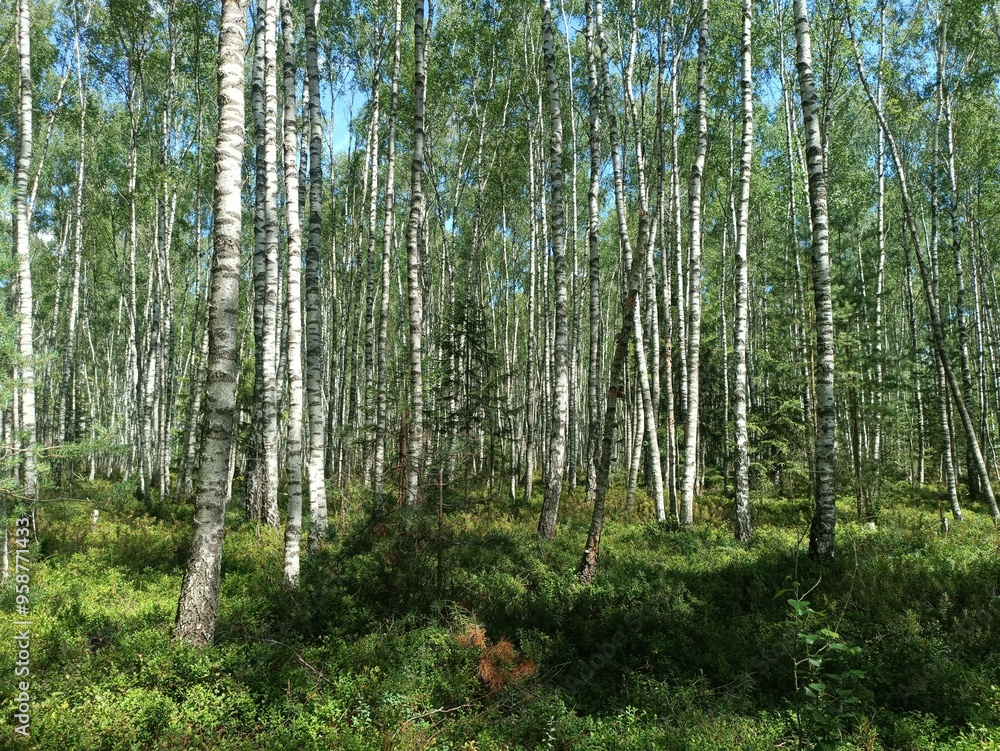Rekyva forest during sunny summer day. Pine and birch tree woodland. Blueberry bushes are growing in woods. Sunny day with white and gray clouds in sky. Summer season. Nature. Rekyvos miskas. Rekyva forest during sunny summer day. Pine and birch tree woodland. Blueberry bushes are growing in woods. Sunny day with white and gray clouds in sky. Summer season. Nature. Rekyvos miskas.