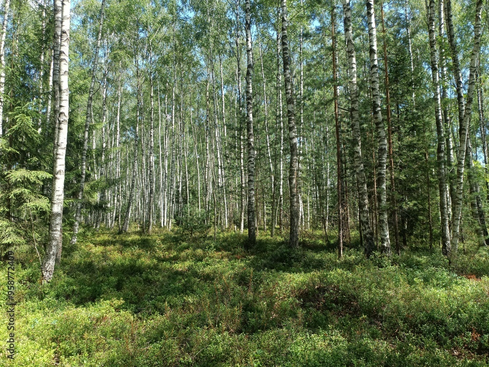 Rekyva forest during sunny summer day. Pine and birch tree woodland. Blueberry bushes are growing in woods. Sunny day with white and gray clouds in sky. Summer season. Nature. Rekyvos miskas. Rekyva forest during sunny summer day. Pine and birch tree woodland. Blueberry bushes are growing in woods. Sunny day with white and gray clouds in sky. Summer season. Nature. Rekyvos miskas.