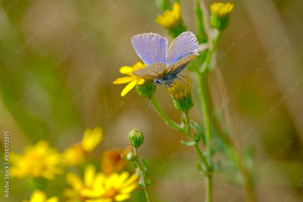 Fototapeta premium Common blue butterfly on a yellow flower