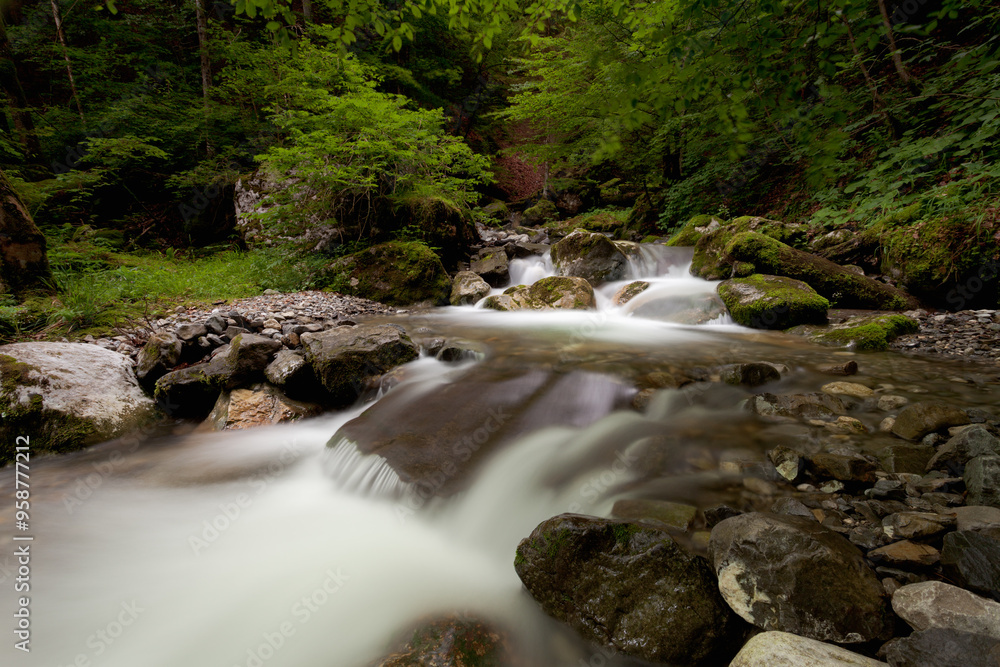 Torrent foret Torrent foret