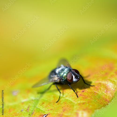 Lucilia sericata soaking up the sunlight on a leaf photo