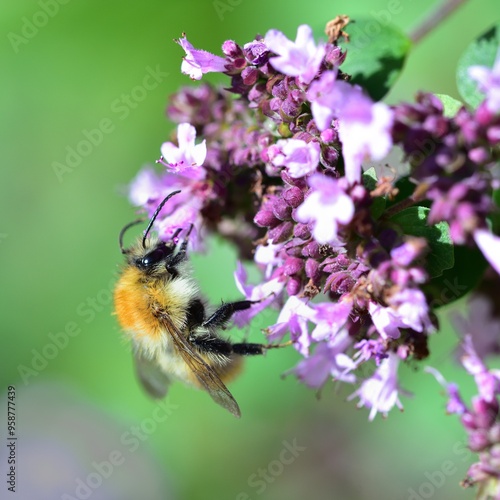 Wild Bee collecting pollen from a wild Basil flower