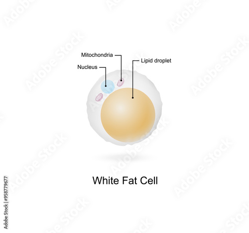 White fat cells. Adipocytes. Lipid droplets. Adipose tissue. Vector illustration.