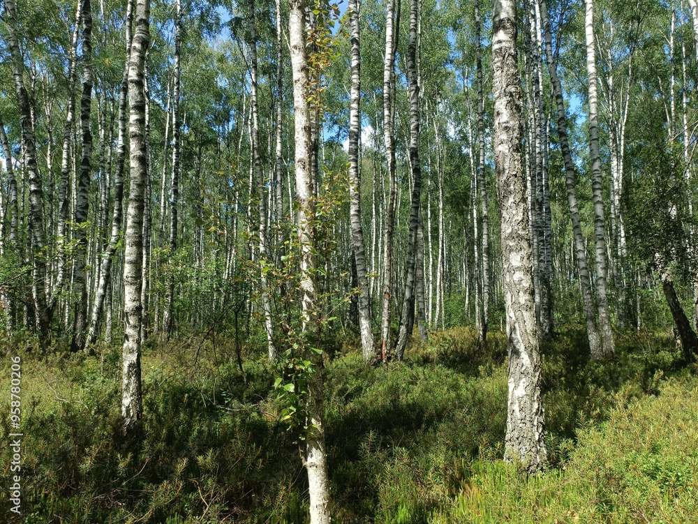Rekyva forest during sunny summer day. Pine and birch tree woodland. Blueberry bushes are growing in woods. Sunny day with white and gray clouds in sky. Summer season. Nature. Rekyvos miskas. Rekyva forest during sunny summer day. Pine and birch tree woodland. Blueberry bushes are growing in woods. Sunny day with white and gray clouds in sky. Summer season. Nature. Rekyvos miskas.