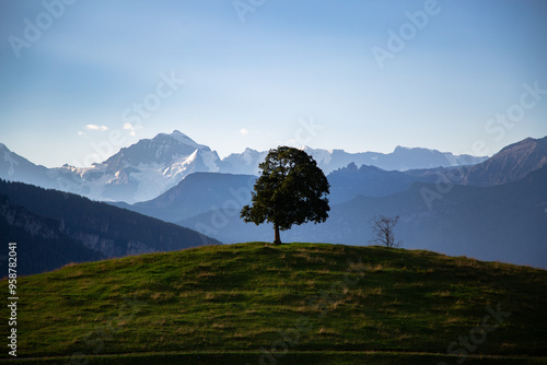 lonely green tree on green hill with snow capped mountain peaks in the background. travel and lifestyle concept