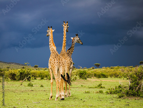 Photography giraffe in the wild