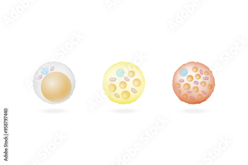 Types of Fat Cells. Adipocytes. Brown, Beige, and White fat cells. Lipid droplets. Vector illustration.	