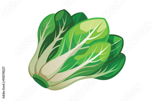 Bok choy vector illustration isolated in white background