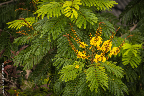 Peltophorum pterocarpum, commonly known as the Yellow Flametree photo