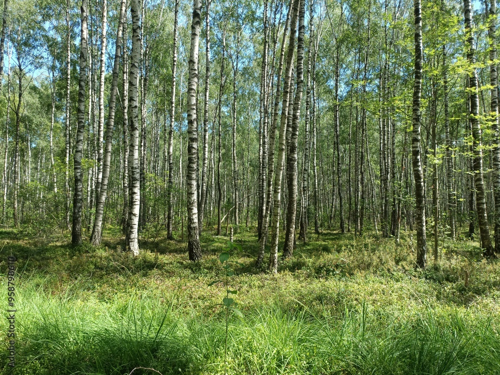 Rekyva forest during sunny summer day. Pine and birch tree woodland. Blueberry bushes are growing in woods. Sunny day with white and gray clouds in sky. Summer season. Nature. Rekyvos miskas. Rekyva forest during sunny summer day. Pine and birch tree woodland. Blueberry bushes are growing in woods. Sunny day with white and gray clouds in sky. Summer season. Nature. Rekyvos miskas.