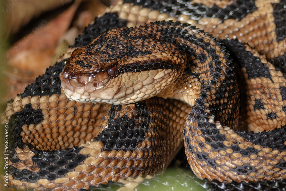 SHUSHUPE OR BUSHMASTER, THE LARGEST VIPER IN AMERICA, FEARED FOR ITS VENOM AND LARGE SIZE, IS A BEAUTIFUL SNAKE AND SOUGHT AFTER BY WILDLIFE ENTHUSIASTS TO PHOTOGRAPH IT IN THE PERUVIAN AMAZON SHUSHUPE OR BUSHMASTER, THE LARGEST VIPER IN AMERICA, FEARED FOR ITS VENOM AND LARGE SIZE, IS A BEAUTIFUL SNAKE AND SOUGHT AFTER BY WILDLIFE ENTHUSIASTS TO PHOTOGRAPH IT IN THE PERUVIAN AMAZON