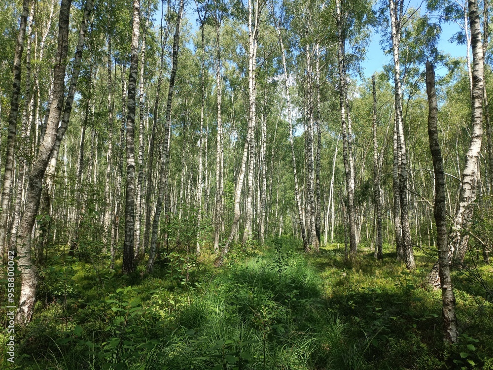Rekyva forest during sunny summer day. Pine and birch tree woodland. Blueberry bushes are growing in woods. Sunny day with white and gray clouds in sky. Summer season. Nature. Rekyvos miskas. Rekyva forest during sunny summer day. Pine and birch tree woodland. Blueberry bushes are growing in woods. Sunny day with white and gray clouds in sky. Summer season. Nature. Rekyvos miskas.