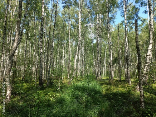 Rekyva forest during sunny summer day. Pine and birch tree woodland. Blueberry bushes are growing in woods. Sunny day with white and gray clouds in sky. Summer season. Nature. Rekyvos miskas.