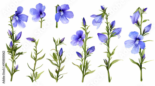 Set of Lobelia erinus flower isolated. PNG file, Clip art and cut out photo