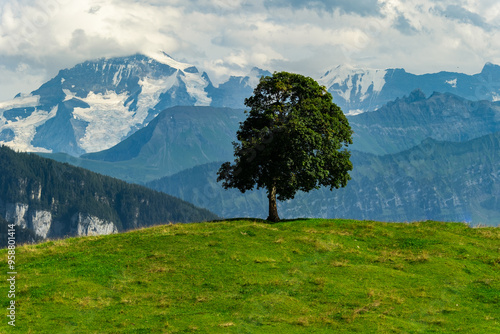 lonely green tree on green hill with snow capped mountain peaks in the background. travel and lifestyle concept