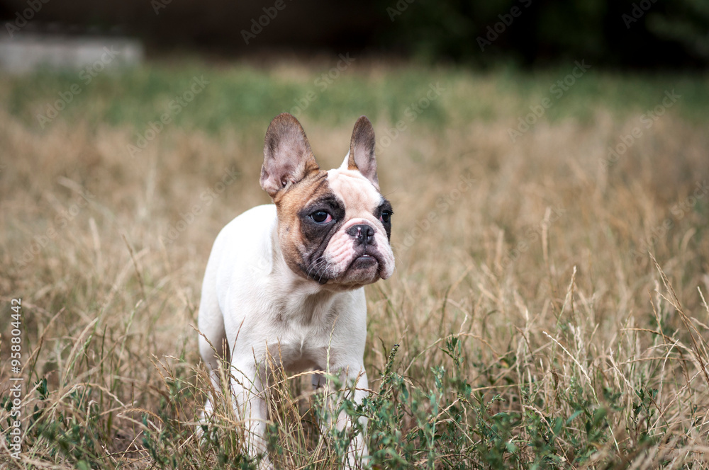 cute French bulldog puppy on a walk cute French bulldog puppy on a walk