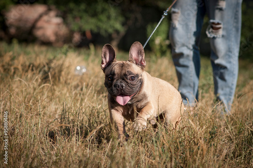 cute French bulldog puppy on a walk