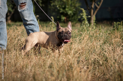 cute French bulldog puppy on a walk