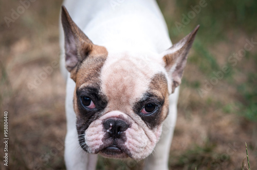 cute French bulldog puppy on a walk