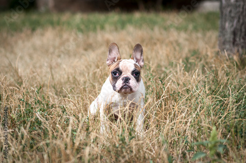 cute French bulldog puppy on a walk