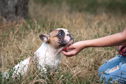 cute French bulldog puppy on a walk