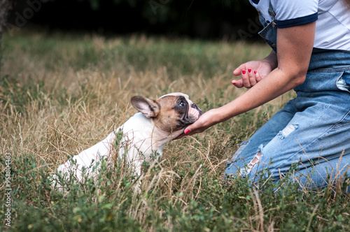 cute French bulldog puppy on a walk