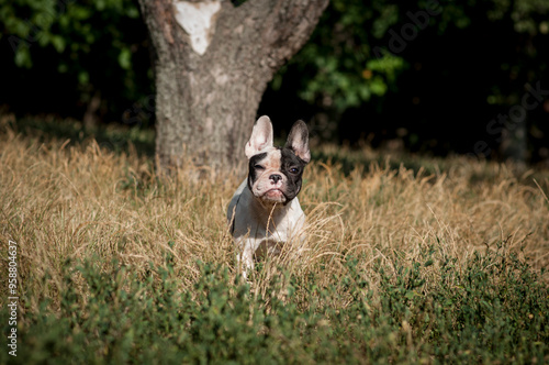cute French bulldog puppy on a walk