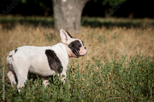 cute French bulldog puppy on a walk