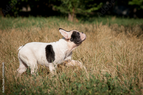 cute French bulldog puppy on a walk