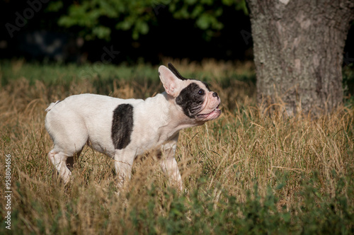 cute French bulldog puppy on a walk