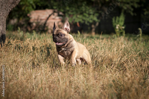 cute French bulldog puppy on a walk