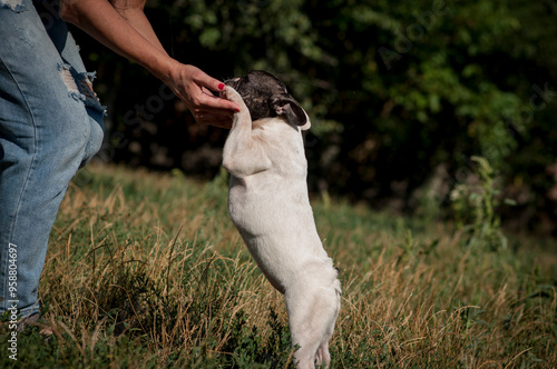 cute French bulldog puppy on a walk