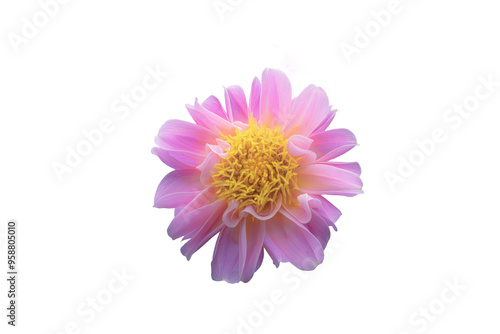 pink dahlia isolated on alpha channel