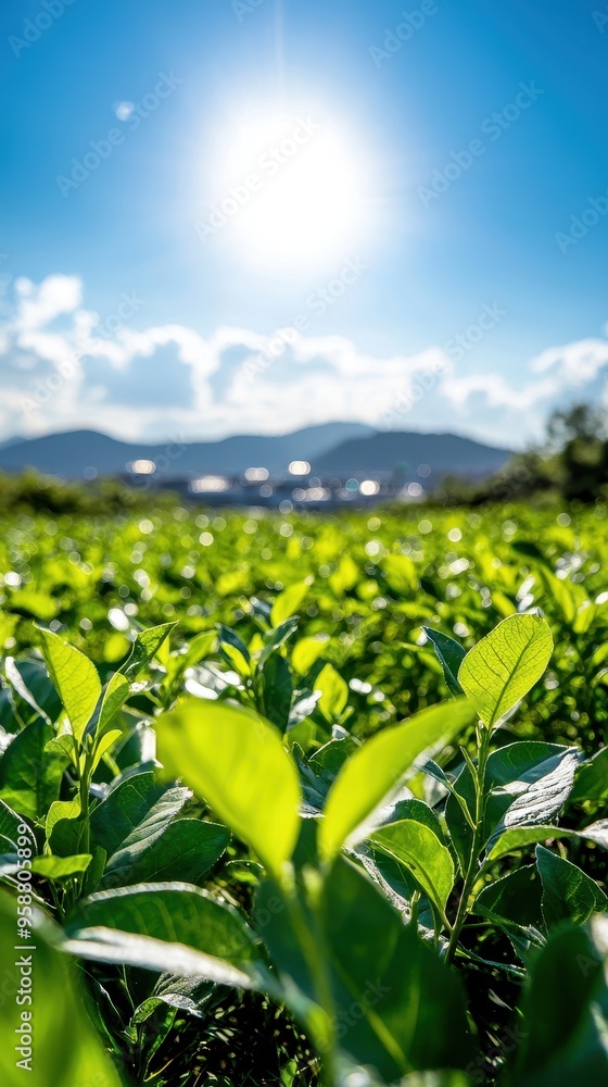 Sunlit green field with lush plants against a bright blue sky and distant mountains. Perfect for nature and agricultural themes. Sunlit green field with lush plants against a bright blue sky and distant mountains. Perfect for nature and agricultural themes.