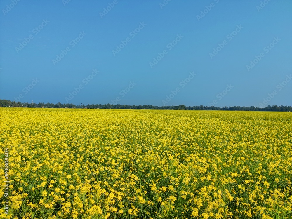 rapeseed field in spring rapeseed field in spring