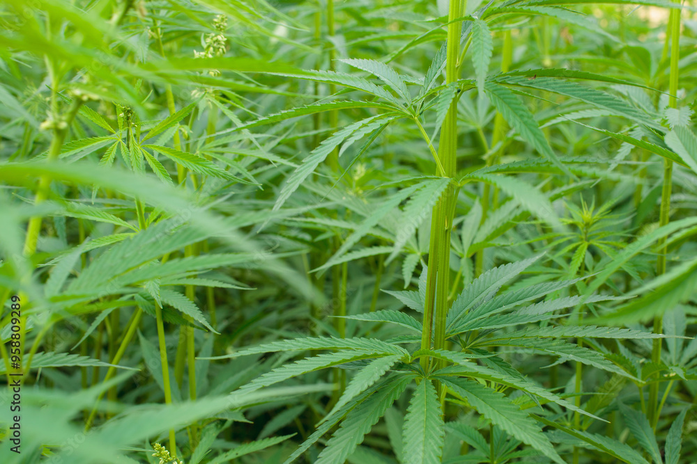 Dense Green Cannabis Plants in Field Dense Green Cannabis Plants in Field